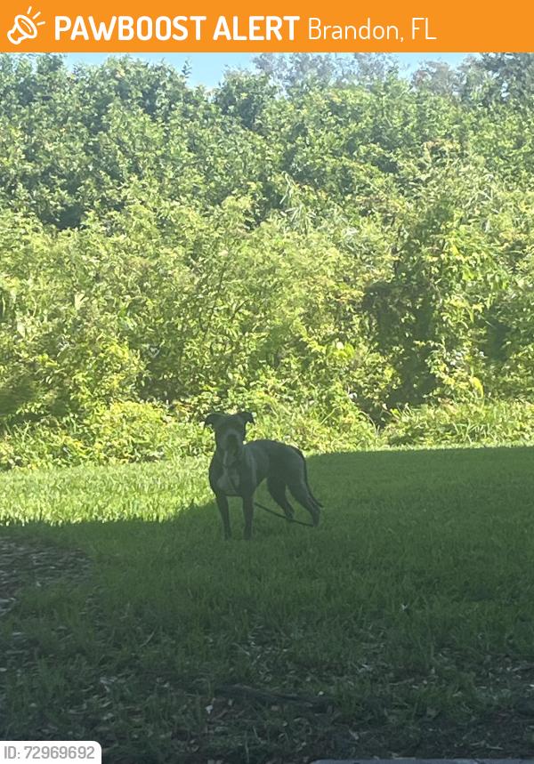Found/Stray Female Dog last seen alvista sterling palms, Brandon, FL 33511