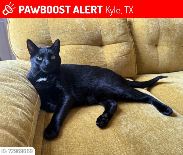 Lost Male Cat last seen Near Oxford Dr. , Kyle, TX 78640