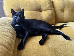 Lost Male Cat last seen Near Oxford Dr. , Kyle, TX 78640
