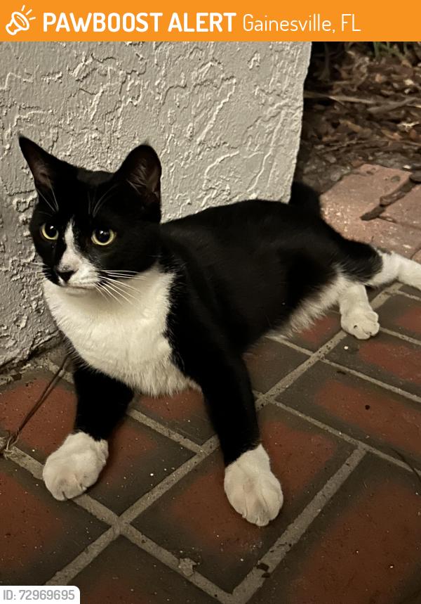 Found/Stray Unknown Cat last seen 62nd and 20th, Gainesville, FL 32607