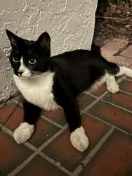 Found/Stray Unknown Cat last seen 62nd and 20th, Gainesville, FL 32607