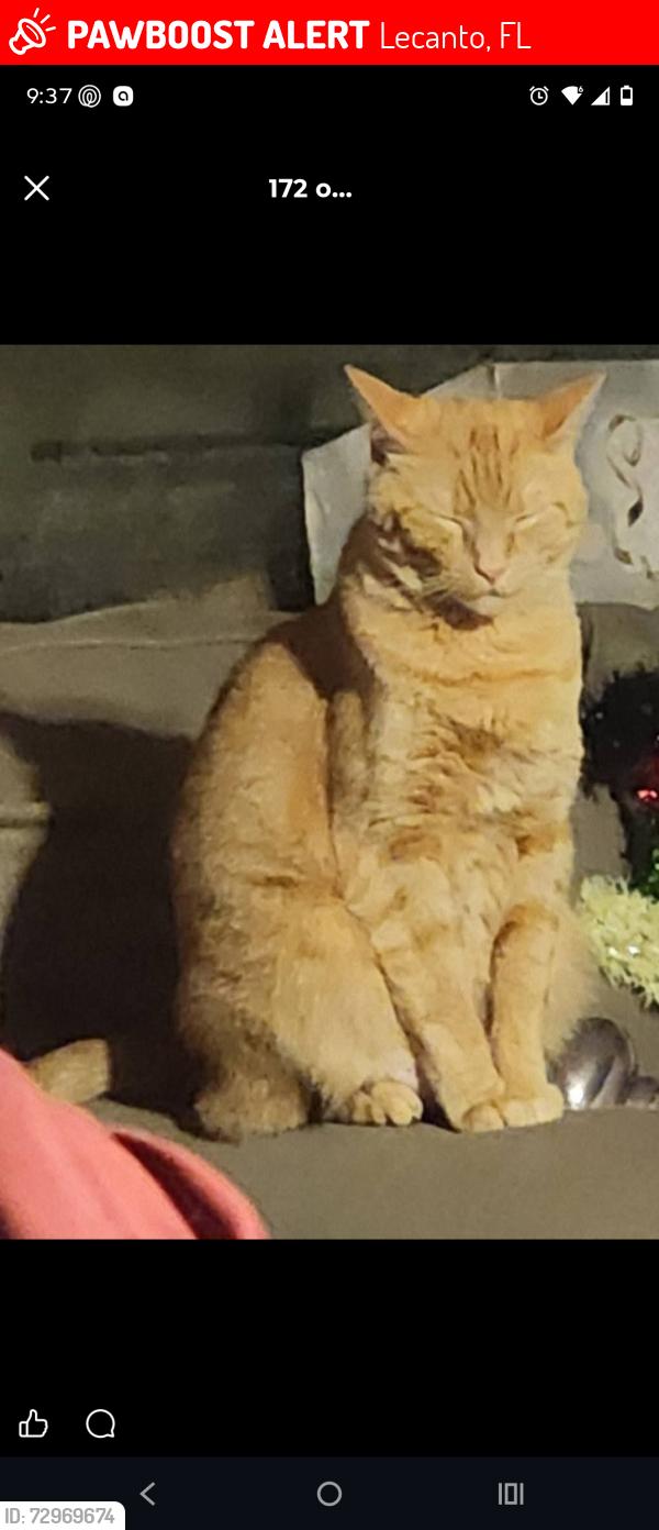 Lost Female Cat last seen  A few hses down from the gas station with the Dunkin in it off of 44, Lecanto, FL 34461