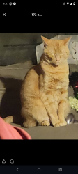 Lost Female Cat last seen  A few hses down from the gas station with the Dunkin in it off of 44, Lecanto, FL 34461