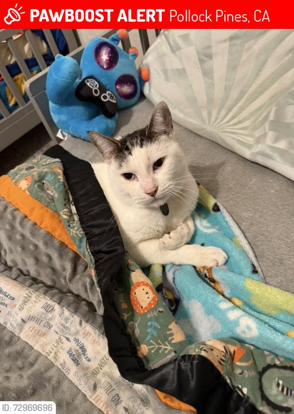 Lost Male Cat last seen Gold Ridge Trail , Pollock Pines, CA 95726