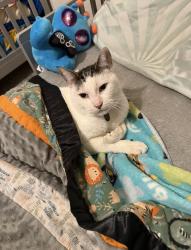 Lost Male Cat last seen Gold Ridge Trail , Pollock Pines, CA 95726