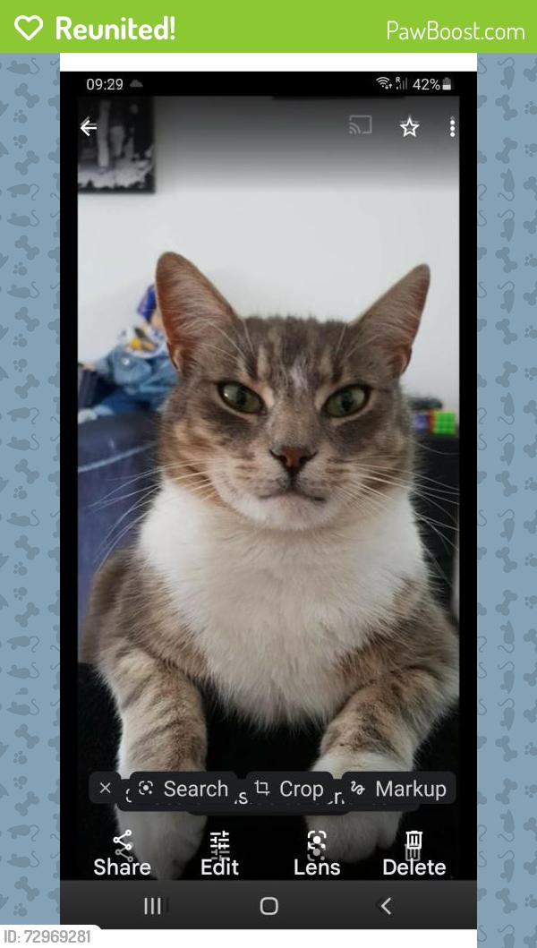 Reunited Male Cat last seen Whitegate Drive, Manor Road FY1 4EA, Blackpool, England FY1 4EA
