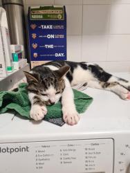 Lost Male Cat last seen Leigh on sea es , Southend-on-Sea, England SS9 4BQ