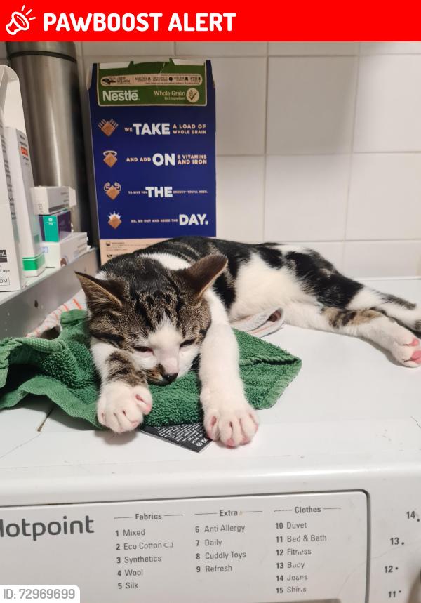 Lost Male Cat last seen Leigh on sea es , Southend-on-Sea, England SS9 4BQ