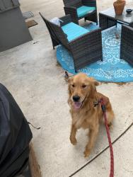 Found/Stray Male Dog last seen I have in my backyard, Vista, CA 92084