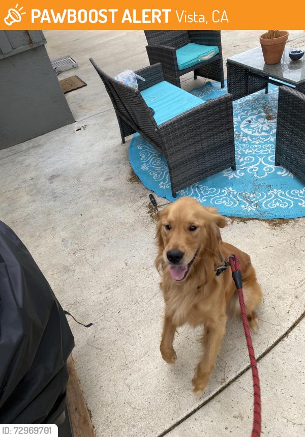 Found/Stray Male Dog last seen I have in my backyard, Vista, CA 92084