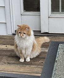 Reunited Male Cat last seen Newgate Rd and Canterbury Ave 49006, Kalamazoo, MI 49006