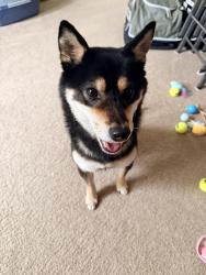 Reunited Male Dog last seen Simonds Rd NE and 100th Ave NE, Kenmore, WA 98028