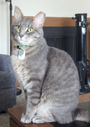Lost Male Cat last seen Palatas Pl, Dublin, OH 43017, Dublin, OH 43017
