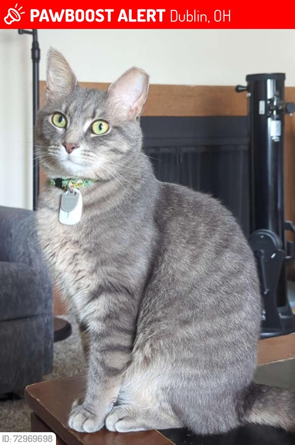 Lost Male Cat last seen Palatas Pl, Dublin, OH 43017, Dublin, OH 43017
