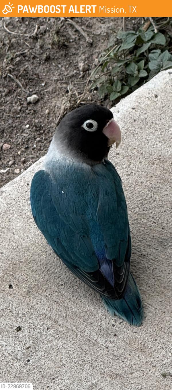 Found/Stray Unknown Bird last seen IDEA Mission, Mission, TX 78572