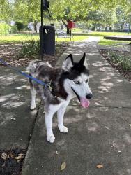 Found/Stray Female Dog last seen Berkshire and Orange Ave, Orlando, FL 32803