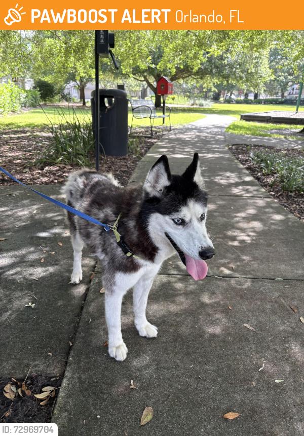 Found/Stray Female Dog last seen Berkshire and Orange Ave, Orlando, FL 32803