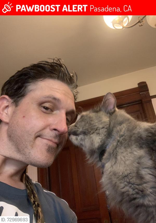 Lost Female Cat last seen Madison and Orange grove, Pasadena, CA 91104