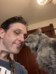 Lost Female Cat last seen Madison and Orange grove, Pasadena, CA 91104