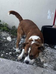Lost Male Dog last seen On sapodilla, West Palm Beach, FL 33401