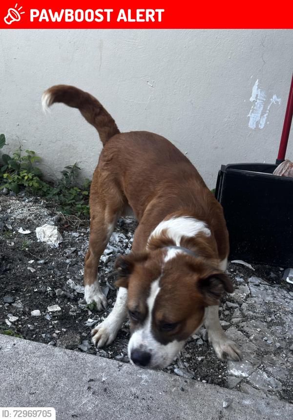 Lost Male Dog last seen On sapodilla, West Palm Beach, FL 33401