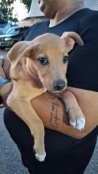 Found/Stray Female Dog last seen Lark Ave, McAllen, TX 78504