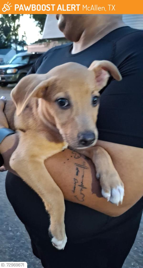Found/Stray Female Dog last seen Lark Ave , McAllen, TX 78504
