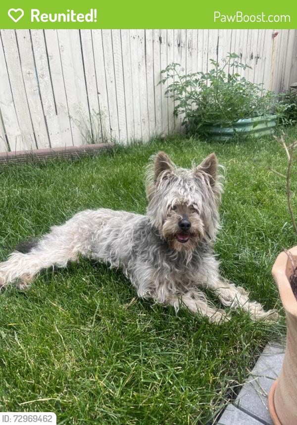 Reunited Unknown Dog last seen Was running down Tripp avenue and Armitage heading towards Fullerton., Chicago, IL 60639