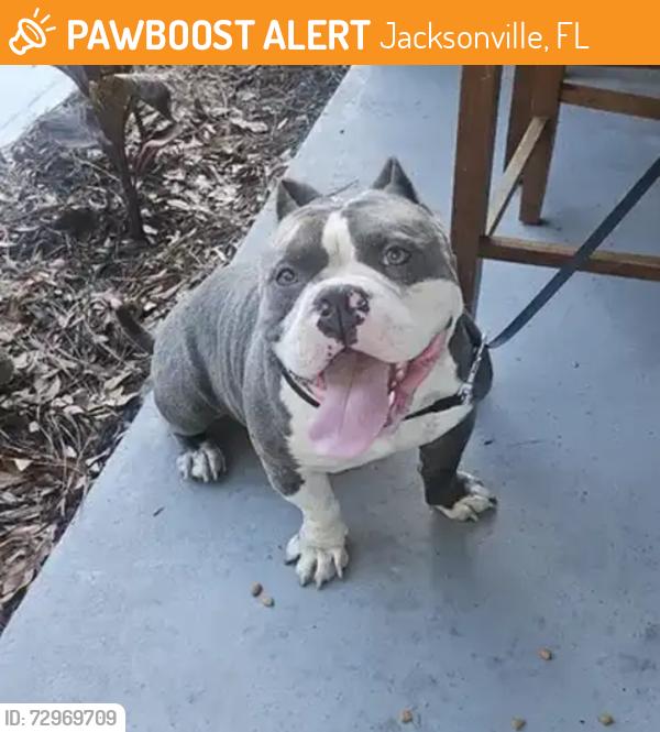 Found/Stray Male Dog last seen Ector dr., Jacksonville, FL 32211