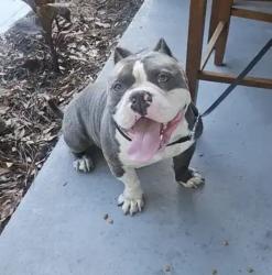 Found/Stray Male Dog last seen Ector dr., Jacksonville, FL 32211