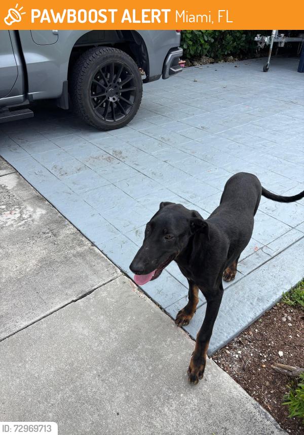 Found/Stray Unknown Dog last seen Snapper creek elementary , Miami, FL 33173