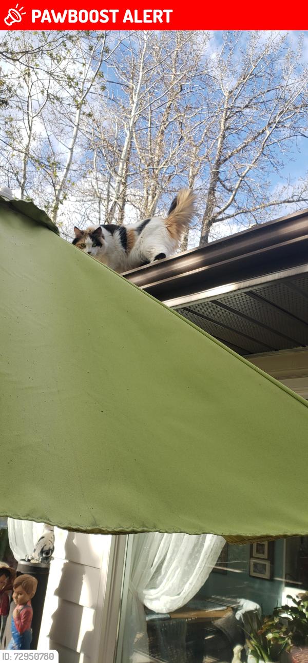 Lost Female Cat last seen Alberta beach, Alberta Beach, AB T0E 0A0
