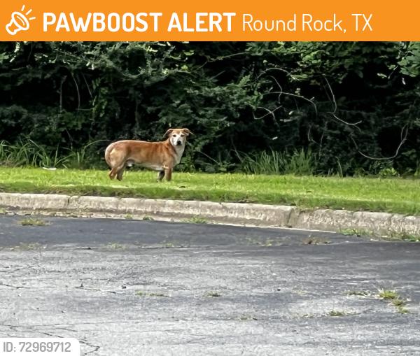Found/Stray Unknown Dog last seen Near N Tyler street, Round Rock, TX 78664