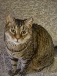 Reunited Male Cat last seen Millridge Parkway, Midlothian, VA 23112