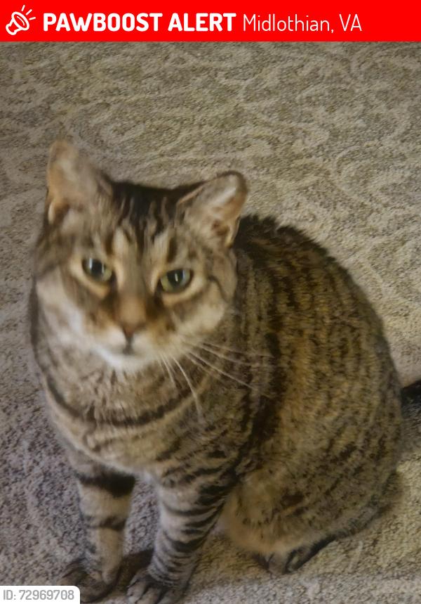 Lost Male Cat last seen Millridge Parkway, Midlothian, VA 23112