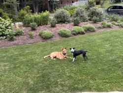 Reunited Male Dog last seen Jeter Mountain Terrace/Jeter Mountain Road, Henderson County, NC 28739