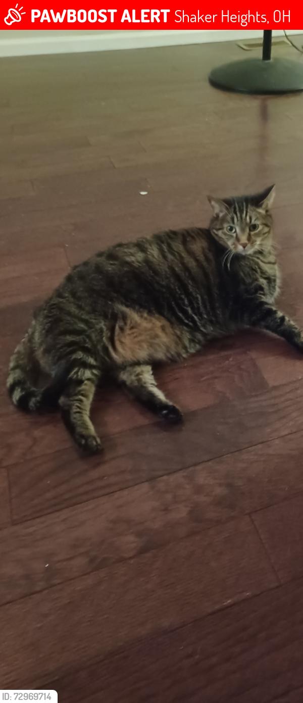 Lost Female Cat last seen Wendy's and Chipotle at Warrensville Center and Chagrin, Shaker Heights, OH 44122