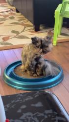 Reunited Female Cat last seen Corner of Mariner Cres and Adsum, Winnipeg, MB R2P 0T7