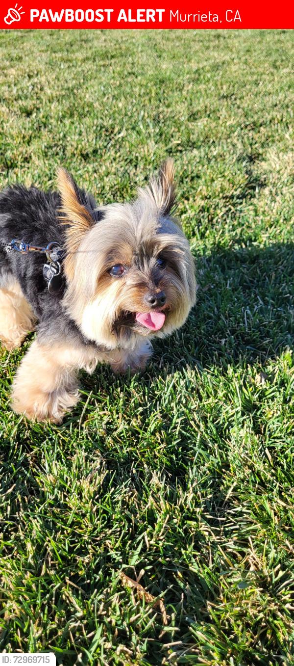Lost Male Dog last seen Hancock Ave and Via Espana, Murrieta, CA 92562