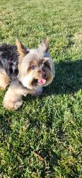Lost Male Dog last seen Hancock Ave and Via Espana, Murrieta, CA 92562