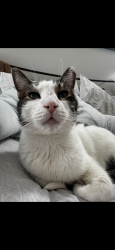 Lost Male Cat last seen Thornwilde neighborhood , Hebron, KY 41048