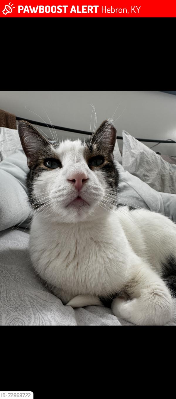 Lost Male Cat last seen Thornwilde neighborhood , Hebron, KY 41048