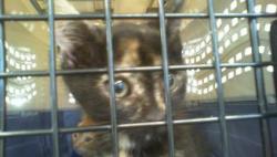 Shelter Stray Female Cat last seen CHARLOTTE, 8315 Byrum Dr, Charlotte, NC 28217, USA
