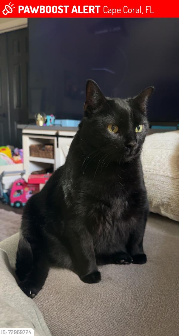 Lost Male Cat last seen SW 25th LN, Cape Coral, FL 33914