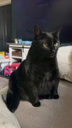 Lost Male Cat last seen SW 25th LN, Cape Coral, FL 33914