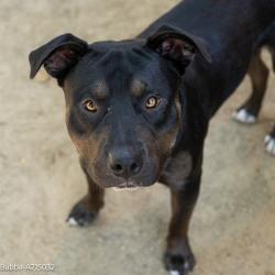 Shelter Stray Male Dog last seen N C ST & AHERN ST, 2127 Front St, Sacramento, CA 95818, USA