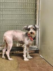 Shelter Stray Female Dog last seen Near BLOCK DONNYBROOK AVE, 2020 Forest St, Jacksonville, FL 32204, USA