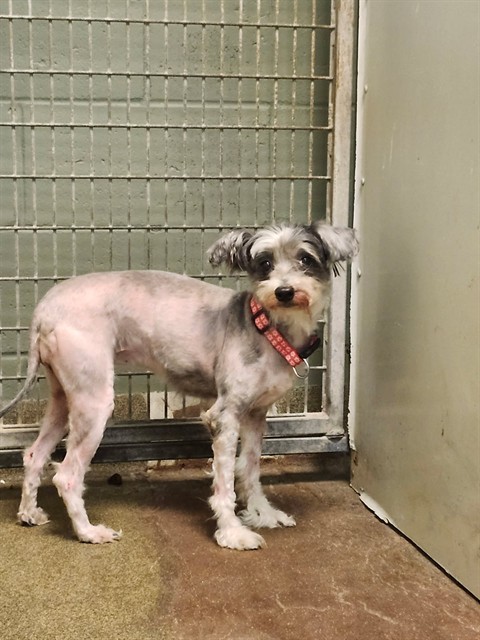 Shelter Stray Female Dog last seen Near BLOCK DONNYBROOK AVE, 2020 Forest St, Jacksonville, FL 32204, USA