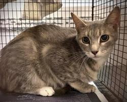 Shelter Stray Female Cat last seen , Chatsworth, CA 91311