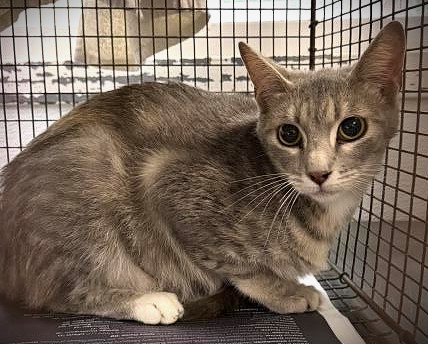 Shelter Stray Female Cat last seen , Chatsworth, CA 91311